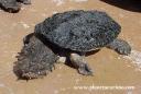 Tortuga matamata