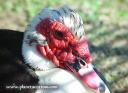 Pato de Muscovy